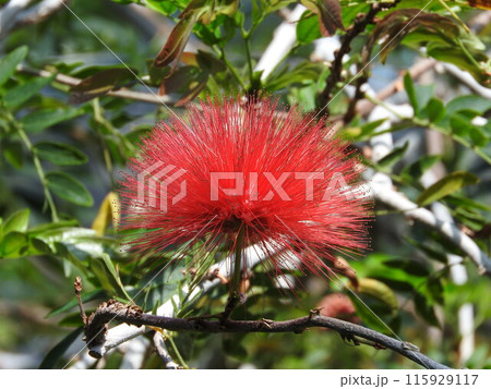 キャリアンドラの球状の花(オオベニゴウカン) キャリアンドラの球状の花(オオベニゴウカン) 115929117