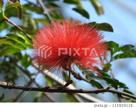 キャリアンドラの球状の花(オオベニゴウカン) キャリアンドラの球状の花(オオベニゴウカン) 115929118