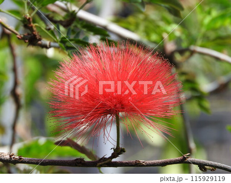 キャリアンドラの球状の花(オオベニゴウカン) キャリアンドラの球状の花(オオベニゴウカン) 115929119