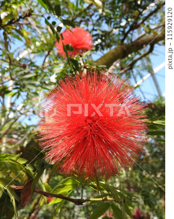 キャリアンドラの球状の花（オオベニゴウカン） 115929120