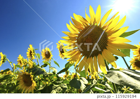 夏の太陽が差し込む向日葵 115929194