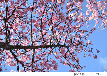 青空に映える河津桜 115929362