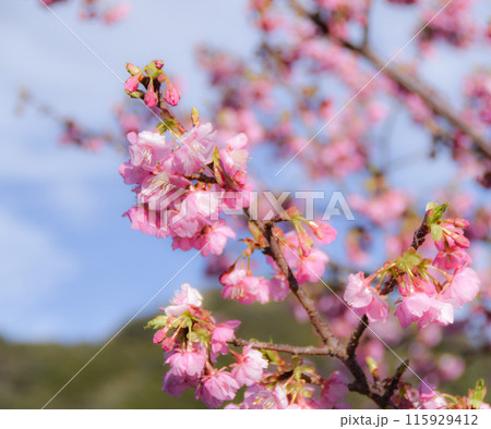 青空に映える河津桜 青空に映える河津桜 115929412