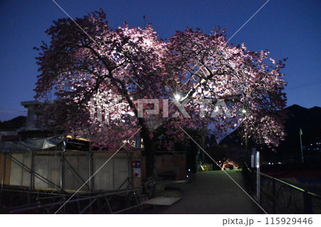 ライトアップされた夜桜 ライトアップされた夜桜 115929446