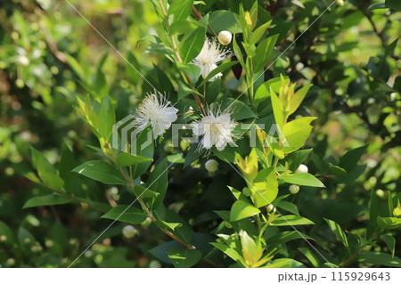 初夏の公園に咲くギンバイカの白い花 初夏の公園に咲くギンバイカの白い花 115929643