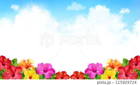 ハイビスカスと入道雲　夏の背景　16:9 115929724