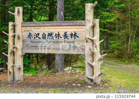 【5月】赤沢自然休養林【木曽郡上松町】 【5月】赤沢自然休養林【木曽郡上松町】 115929744