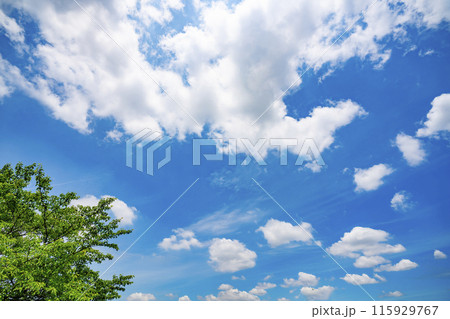 初夏の雲と木立 115929767