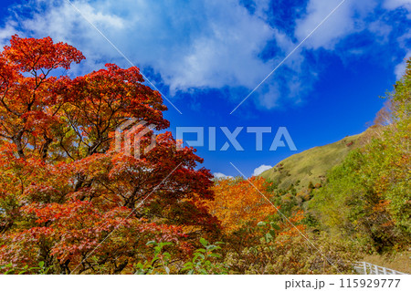 絶景の天空へと続く道　UFOライン 115929777