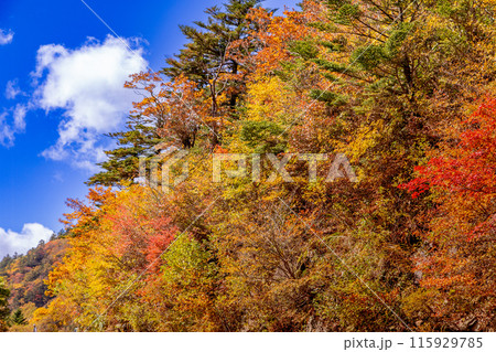 絶景の天空へと続く道 UFOライン 絶景の天空へと続く道 UFOライン 115929785