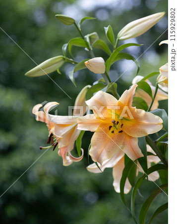 美しいアプリコットカラーの百合 115929802