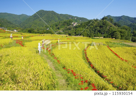 秋の寺坂の棚田 秋の寺坂の棚田 115930154