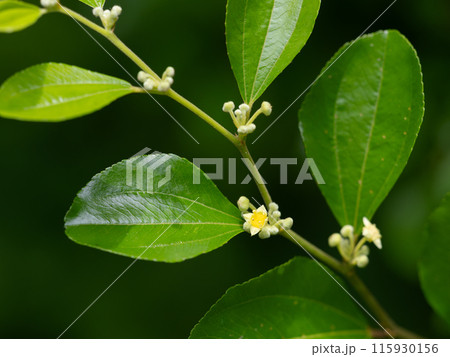 小さな黄色の花を夏に咲かせるハマナツメ 115930156