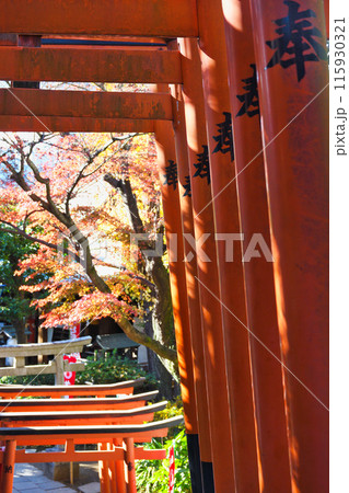 紅葉の花園稲荷神社(東京都台東区上野公園) 紅葉の花園稲荷神社(東京都台東区上野公園) 115930321