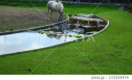 A white horse was drinking water in the stream beside the grass A white horse was drinking water in the stream beside the grass 115930474