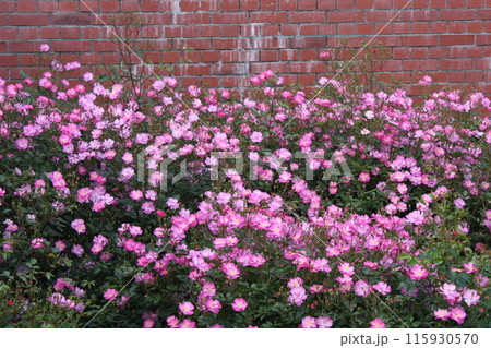 花 花 115930570