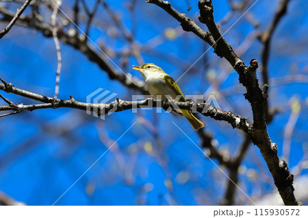 春に日本の雑木林や高原の森に渡来する小さな緑色の小鳥、センダイムシクイ 115930572