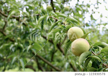 6月頃の旬の梅の実 115930578