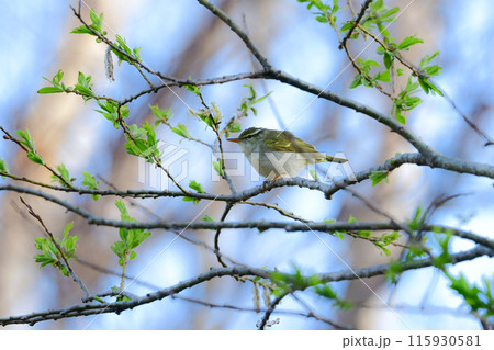 春に日本の雑木林や高原の森に渡来する小さな緑色の小鳥、センダイムシクイ 春に日本の雑木林や高原の森に渡来する小さな緑色の小鳥、センダイムシクイ 115930581
