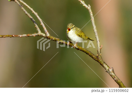 春に日本の雑木林や高原の森に渡来する小さな緑色の小鳥、センダイムシクイ 春に日本の雑木林や高原の森に渡来する小さな緑色の小鳥、センダイムシクイ 115930602