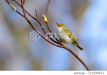 春に日本の雑木林や高原の森に渡来する小さな緑色の小鳥、センダイムシクイ 115930611
