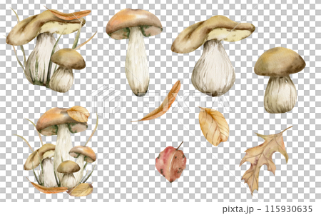 Autumn mushrooms set with realistic fungus compositions in grass and leaves and isolated elements with fall leaves watercolor set. Hand drawn forest food ,edible fungus for logo design Autumn mushrooms set with realistic fungus compositions in grass and leaves and isolated elements with fall leaves watercolor set. Hand drawn forest food ,edible fungus for logo design 115930635