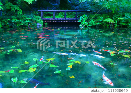 雨天時のモネの池 115930649