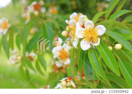 イジュ　白色の花 　ミツバチ 115930942