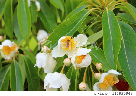 イジュ 白色の花  ミツバチ イジュ 白色の花  ミツバチ 115930943