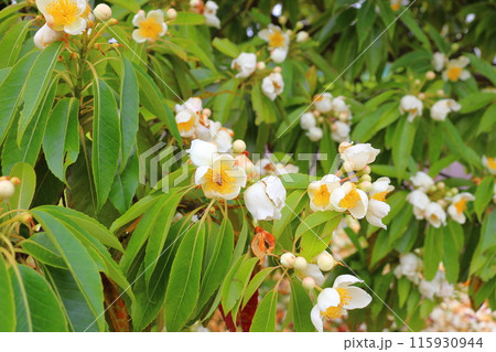 イジュ　白色の花 　ミツバチ 115930944