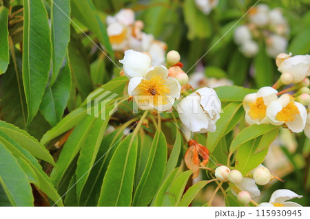 イジュ 白色の花  ミツバチ イジュ 白色の花  ミツバチ 115930945