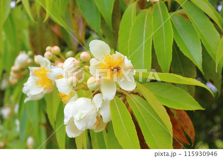イジュ 白色の花  ミツバチ イジュ 白色の花  ミツバチ 115930946