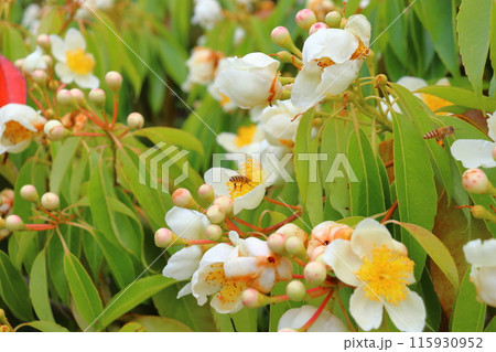 イジュ 白色の花 ミツバチ イジュ 白色の花 ミツバチ 115930952