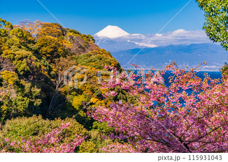 【静岡県】河津桜咲く西伊豆の海岸線から望む富士山 【静岡県】河津桜咲く西伊豆の海岸線から望む富士山 115931043