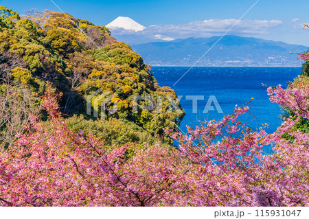 【静岡県】河津桜咲く西伊豆の海岸線から望む富士山 115931047