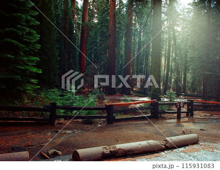 Film Image Giant Sequoia Red Wood Forest 115931083