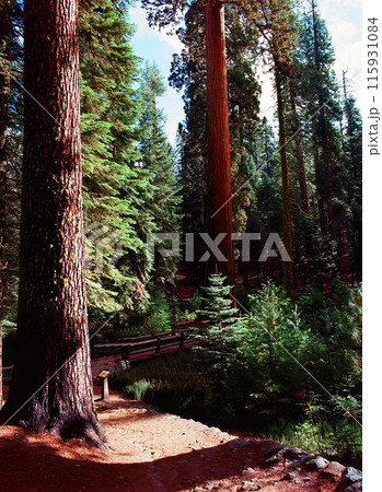Film Image Giant Sequoia Red Wood Forest Film Image Giant Sequoia Red Wood Forest 115931084