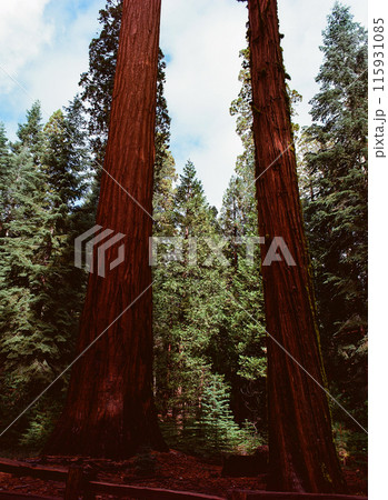 Film Image Giant Sequoia Red Wood Forest 115931085