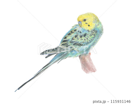 セキセイインコ 115931146