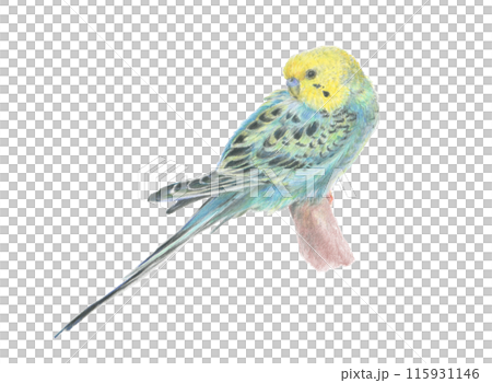 セキセイインコ 115931146