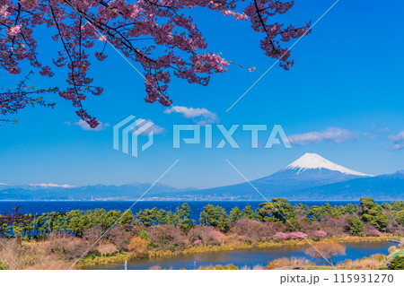 【静岡県】河津桜咲く西伊豆井田から、海越しの富士山 115931270