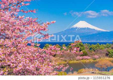 【静岡県】河津桜咲く西伊豆井田から、海越しの富士山 115931276