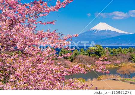 【静岡県】河津桜咲く西伊豆井田から、海越しの富士山 【静岡県】河津桜咲く西伊豆井田から、海越しの富士山 115931278
