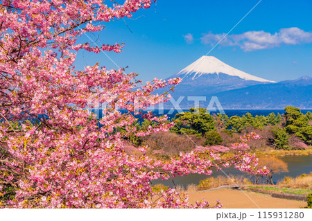 【静岡県】河津桜咲く西伊豆井田から、海越しの富士山 115931280