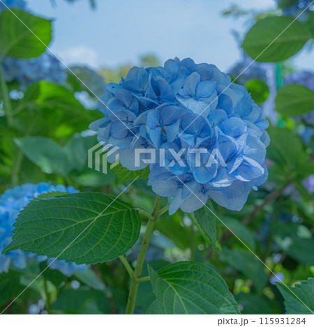青い紫陽花 115931284