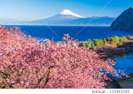 【静岡県】河津桜咲く西伊豆井田から、海越しの富士山 115931285