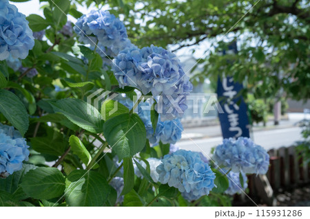 水色の紫陽花 115931286