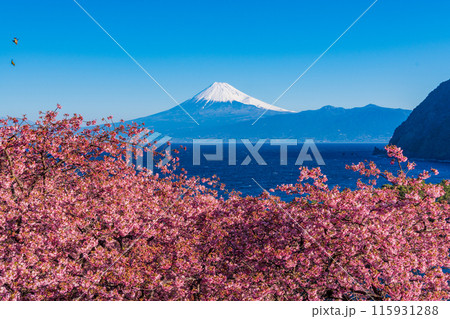 【静岡県】河津桜咲く西伊豆井田から、海越しの富士山 115931288