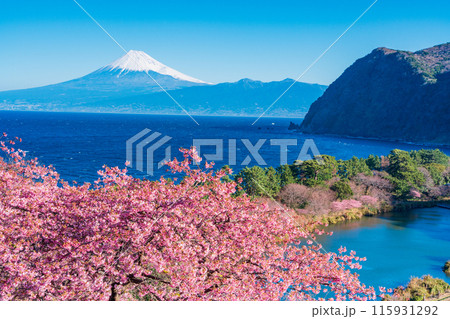 【静岡県】河津桜咲く西伊豆井田から、海越しの富士山 115931292