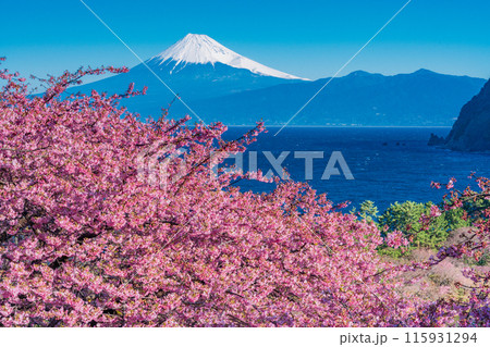 【静岡県】河津桜咲く西伊豆井田から、海越しの富士山 115931294